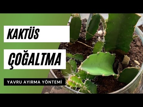 Video: Echinocereus kaktuslarının yetişdirilməsi: Echinocereus bitki növlərini necə yetişdirməyi öyrənin
