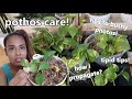 SEKRETO SA PAGPAPARAMI NG POTHOS PLANTS! || Tipid Tips Sa Pagpaparami