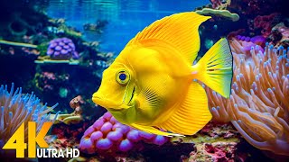 Aquarium 4K VIDEO (ULTRA HD)  Beautiful Coral Reef Fish  Relaxing Sleep Meditation Music #74