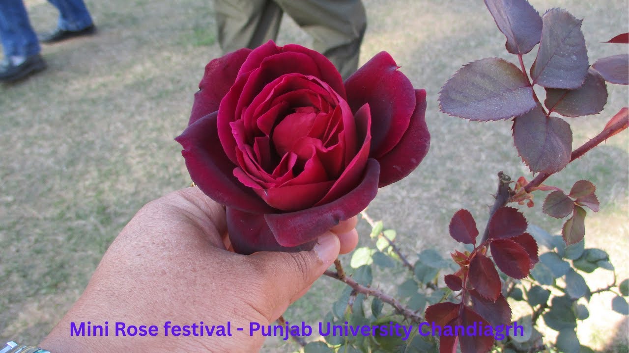 Mini Rose Festival Panjab University 2026 🌹 | PU Rose Garden Chandigarh #punjabuniversity #video