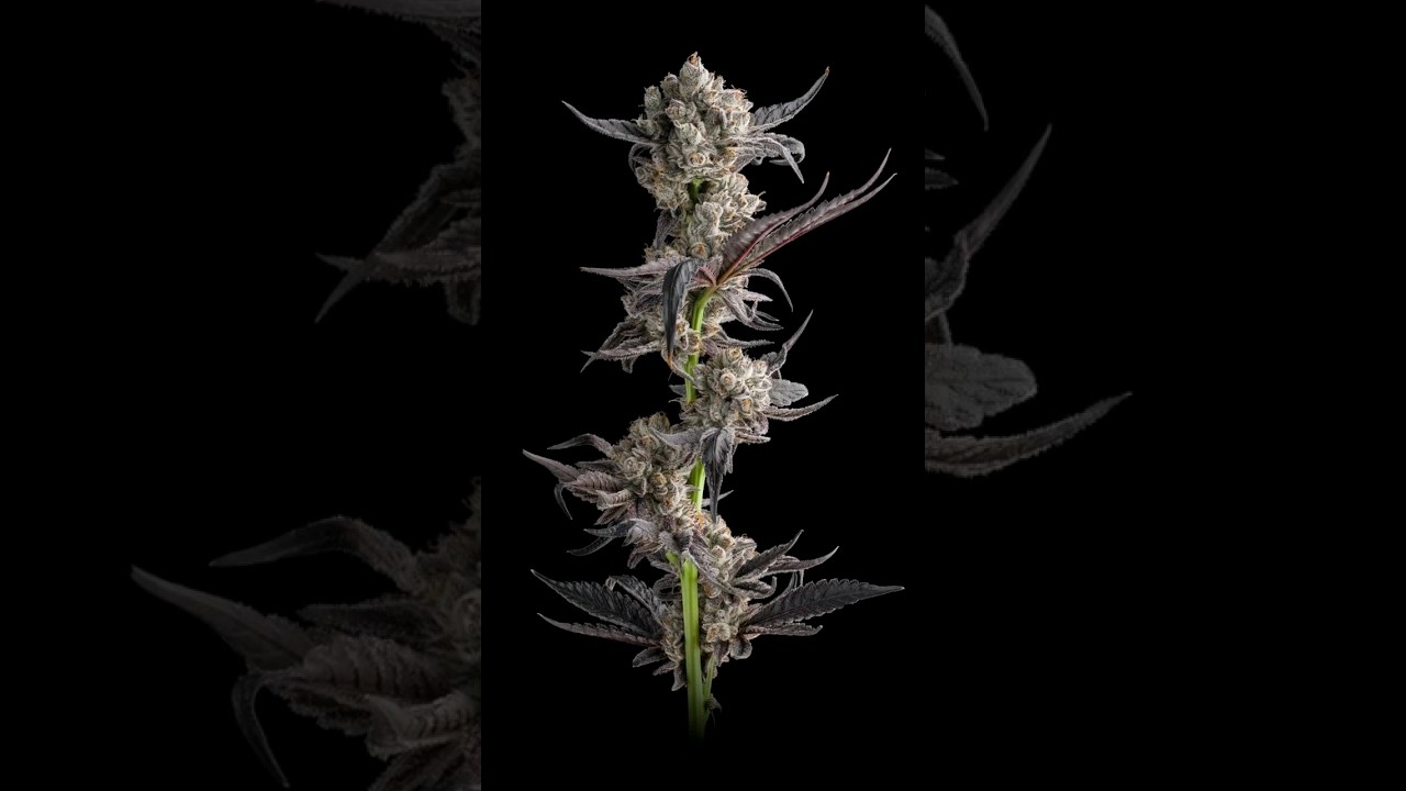 Does Garlic icing make your mouth water?