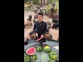 Feeding watermelon to pigs|スイカを食べる豚が可愛すぎる|돼지에게 수박 먹이기|西瓜喂猪