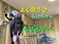 よく歌う♪るいちゃんともすもすー📞 ヨウムのるいちゃん