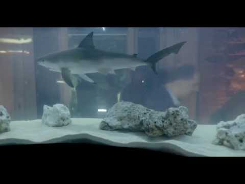 3D Shark for feature film - Super Pai/Breakdown