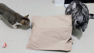 Cute kittens playing with paper bag #cat #kitten #cute #catlover by Playful Kitten 93 views 4 months ago 5 minutes, 2 seconds