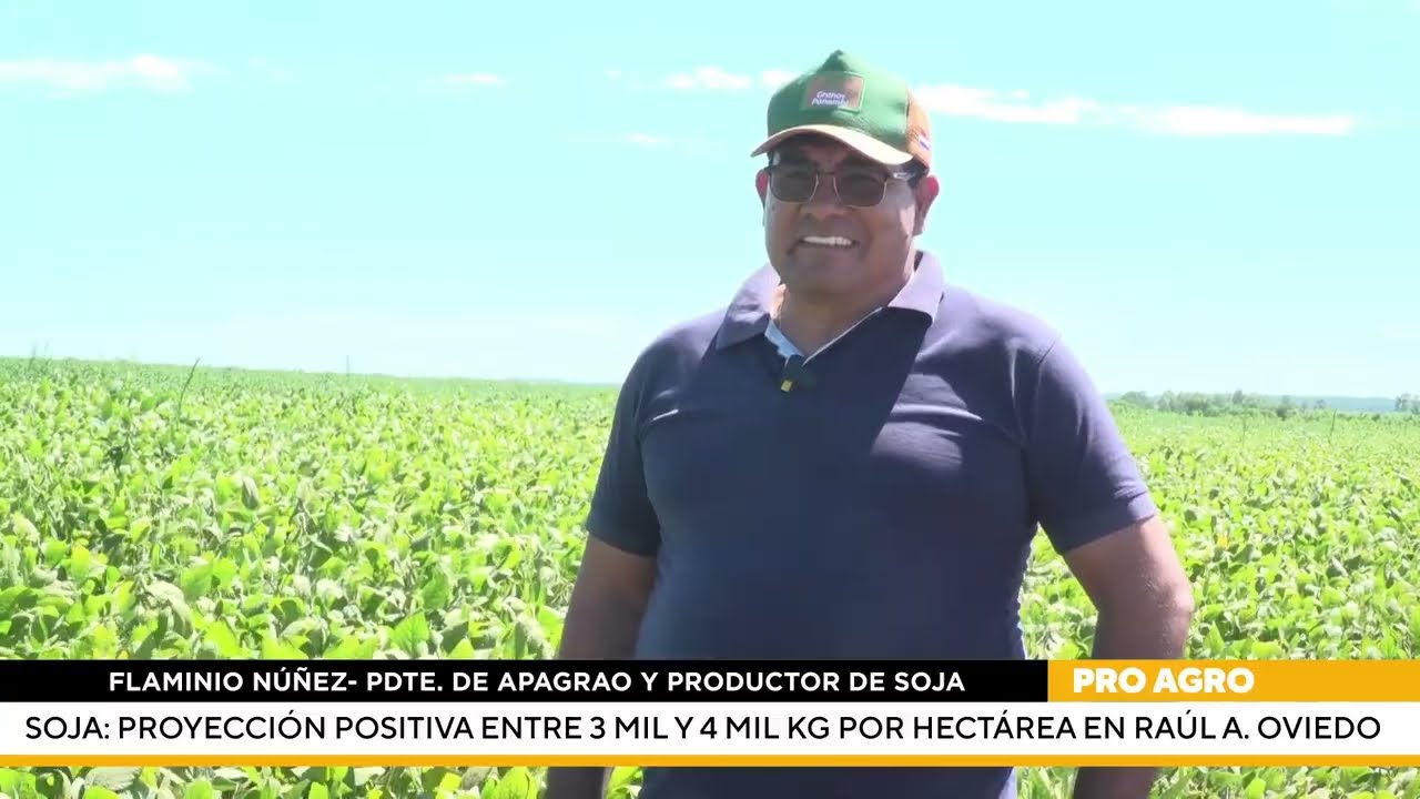 Soja: Proyección positiva entre 3 mil y 4 mil kg por hectárea en Raúl A  Oviedo