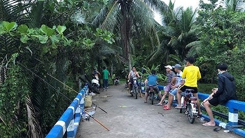 CÂU CÁ NGÁT TRÊN CẦU |  MỒI CÂU CÁ NGÁT SIÊU NHẠY