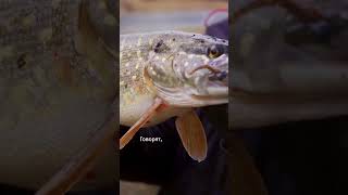 Щука-белуга — миф или реальность? 🎣