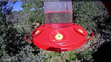 Female Ruby-throated Hummingbird Visits the West Texas Hummingbird Feeder