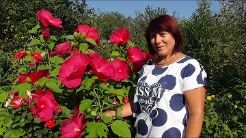 Как выкопать, разделить и пересадить корень гибискуса травянистого