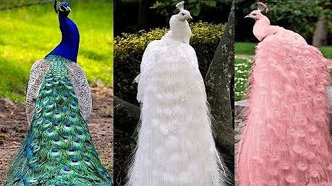 15 Most Beautiful Peacocks in the World