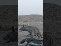 When a striped hyena shows up at the vulture feeding station 🐾🦅 #NatureLive #Hyena #BirdCam