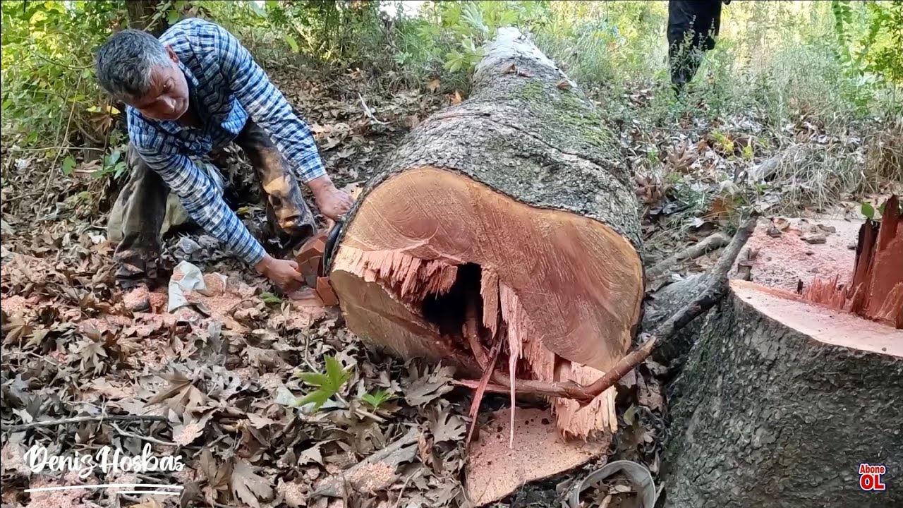İyi Bilenmeş Zinzir İle Husqvarna Motorlu Testere Büyük Ağaç Kesimi