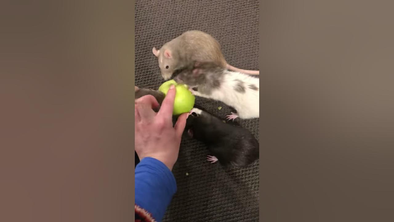 Video of four pet rats fighting over an apple YouTube