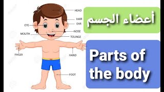 Parts of the body- أعضاء الجسم-كورس الكلمات- المستوى الأول