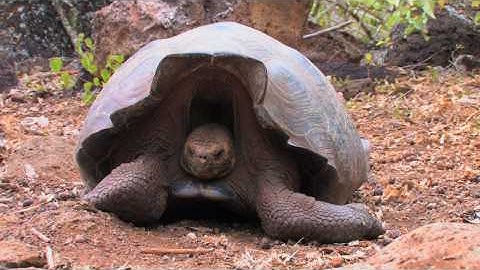 Richard Dawkins: Saddles and Domes: Evolution of the Giant Tortoises