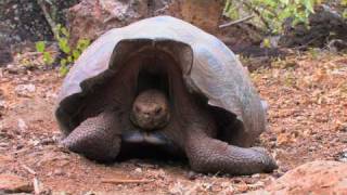Richard Dawkins Saddles And Domes Evolution Of The Giant Tortoises