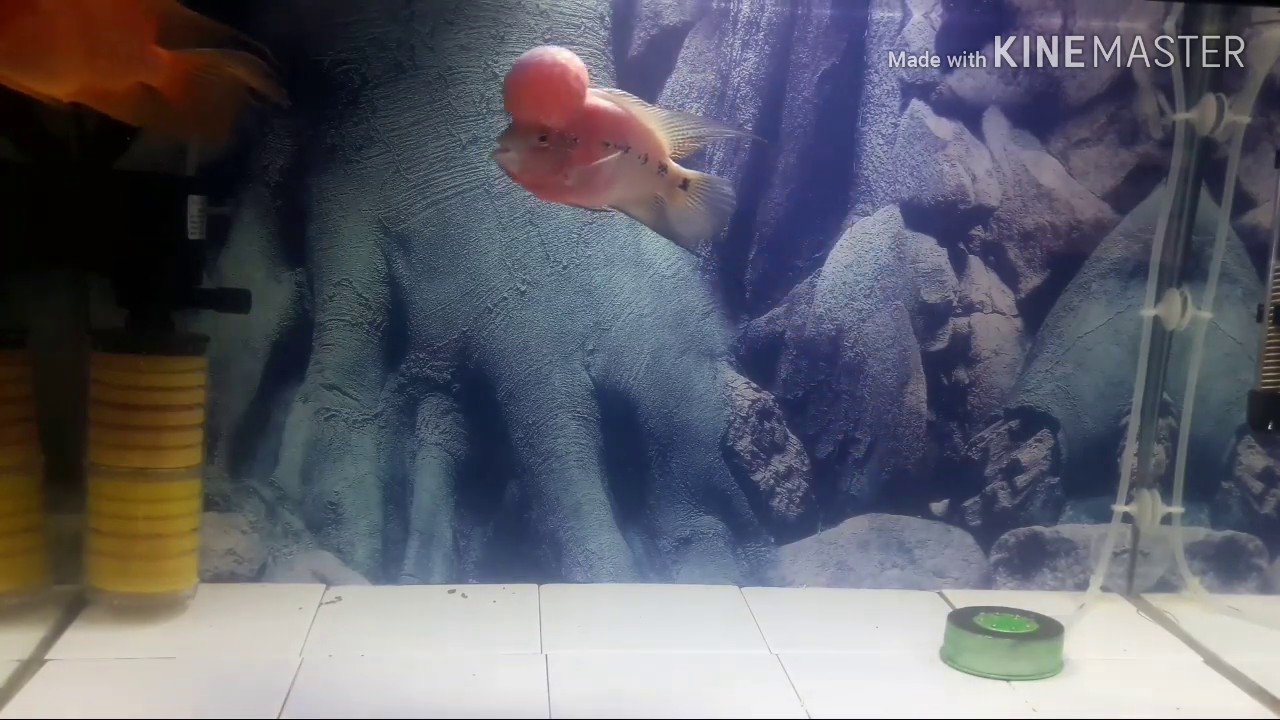 Gallery Detail: Best Tank Size For Flowerhorn Fish Life Channel