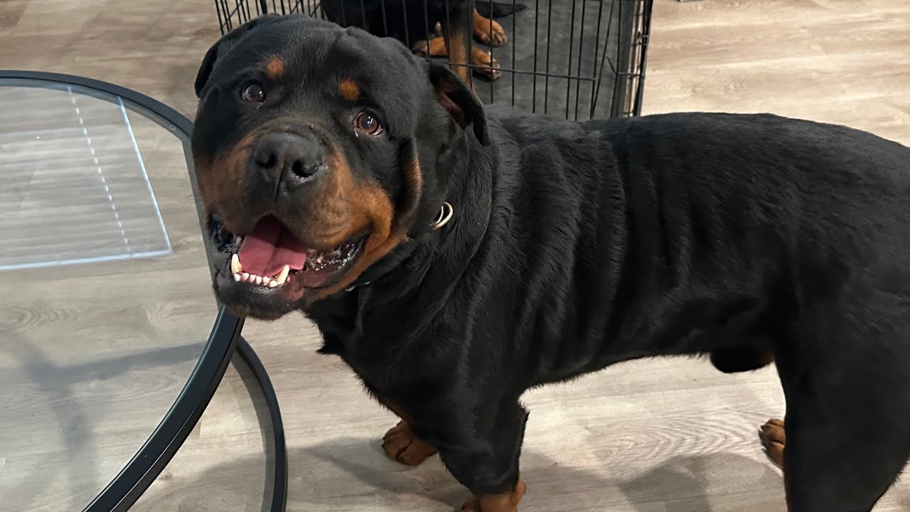 РОТВЕЙЛЕРЫ: ОН НЕ ПРЕКРАТИТ ЭТО ДЕЛАТЬ…