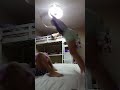 Mega Knight #funny #comedy