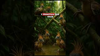 El hoatzin: el ave sudamericana con crías que nadan y trepan usando garras como dinosaurios