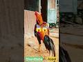 😱😱My Best Aseel Murga #short #rooster #viralvideo #youtubeshorts #aseelmurga