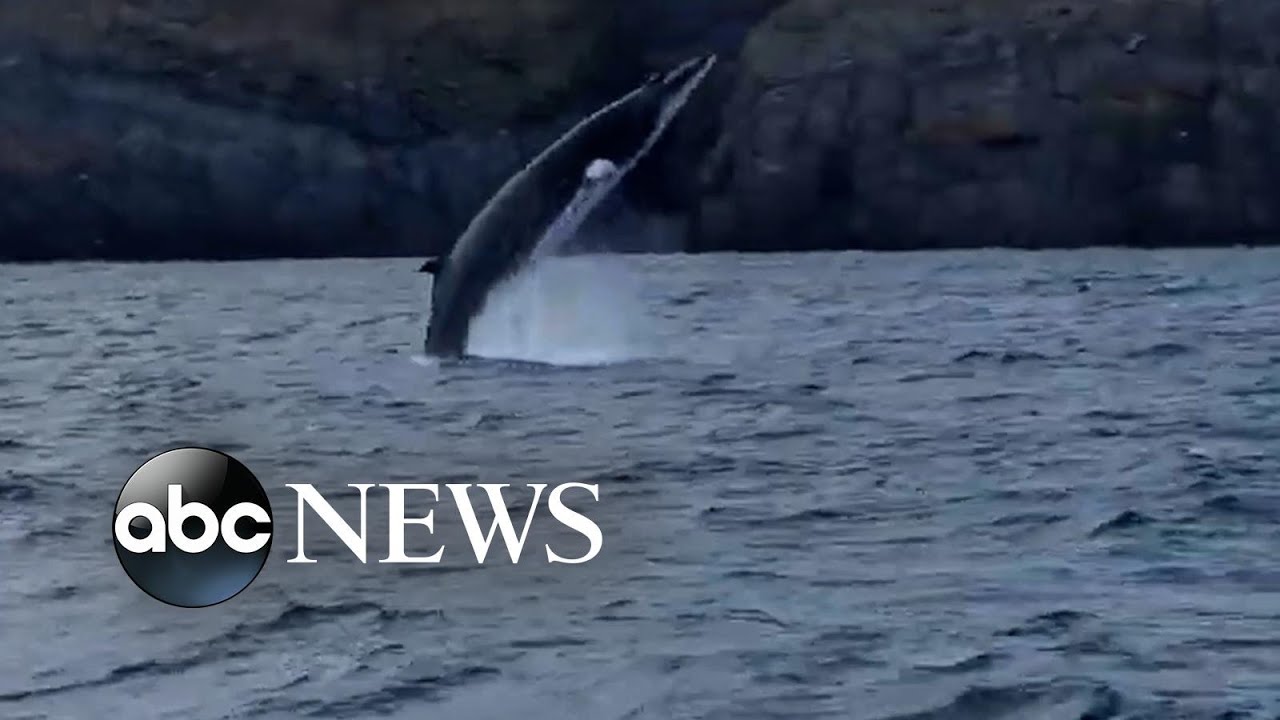 Minke whale spotted off Irish coast