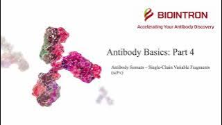 Antibody Basics: Part 4 - Antibody Formats: Single-Chain Variable Fragments (scFv)
