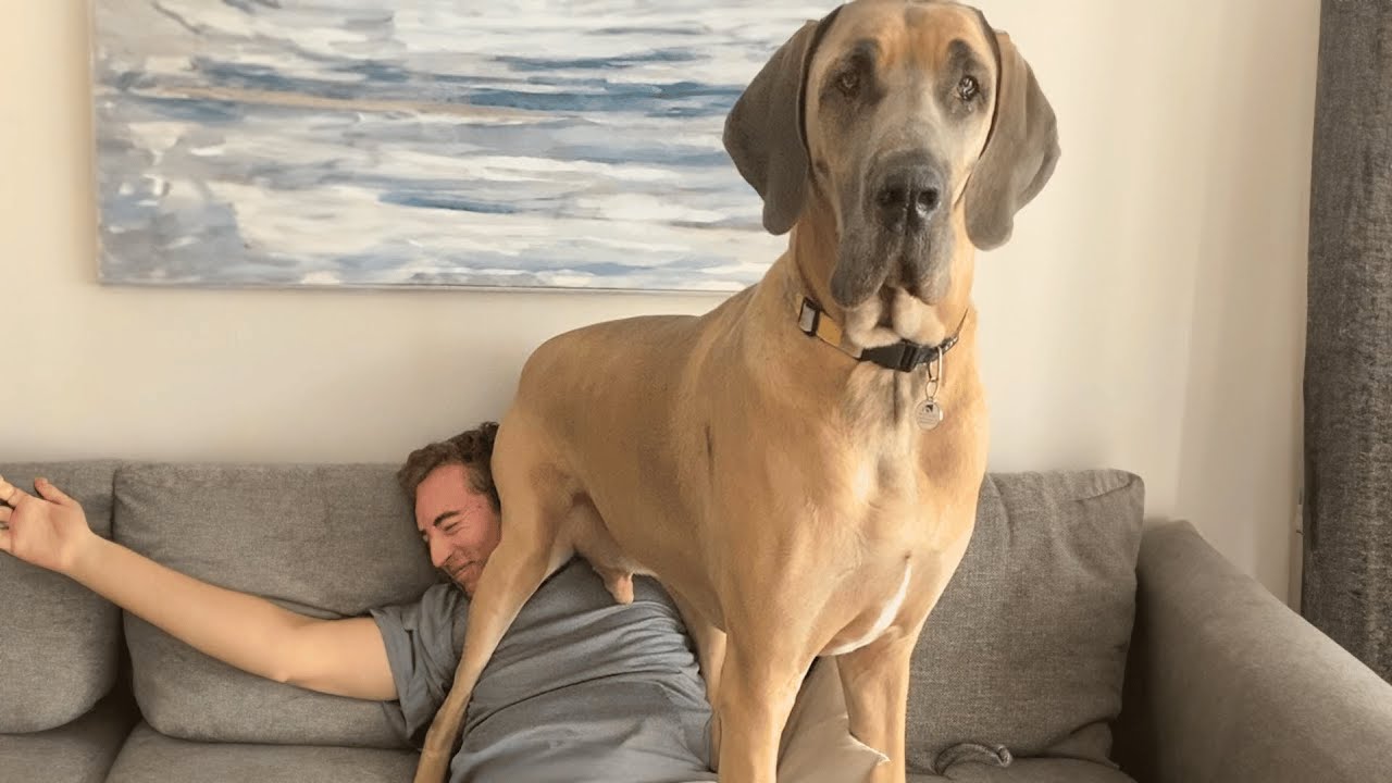 Every Day Is a Comedy Show When You Live with This Dog! 🤣 Funny Dog Clips
