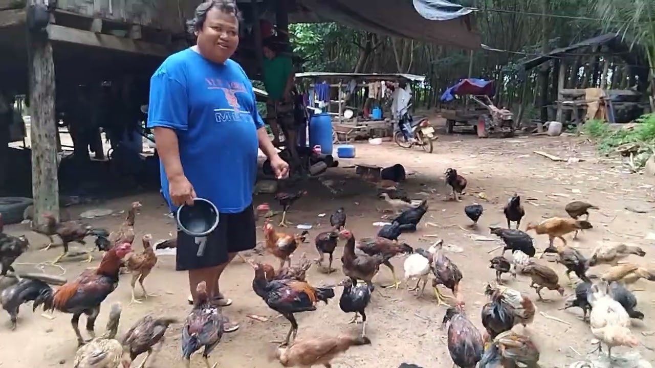 เลื้ยงไก่.ปูลกยางครอบคัวพ่อไก่ตีบ้านดงท่า///ລຽ້ງໄກ່.ປູກຢາງຄອບຄົວພໍ່ໄກ່ຕີບ້ານດົງທ່າ