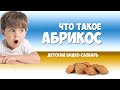 Абрикос. Детский видео-словарь.