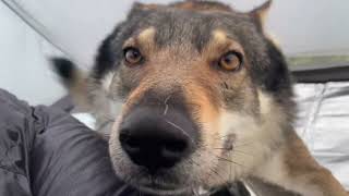 Wild Wolf Adventure | Majestic Wolf Documentary 🐺 #Wolf #Wildlife #Nature