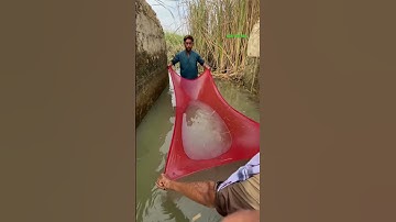 Cá Lớn - dùng mảnh vải đỏ, bắt đàn cá nhỏ 😱 #khacthuyvlogg