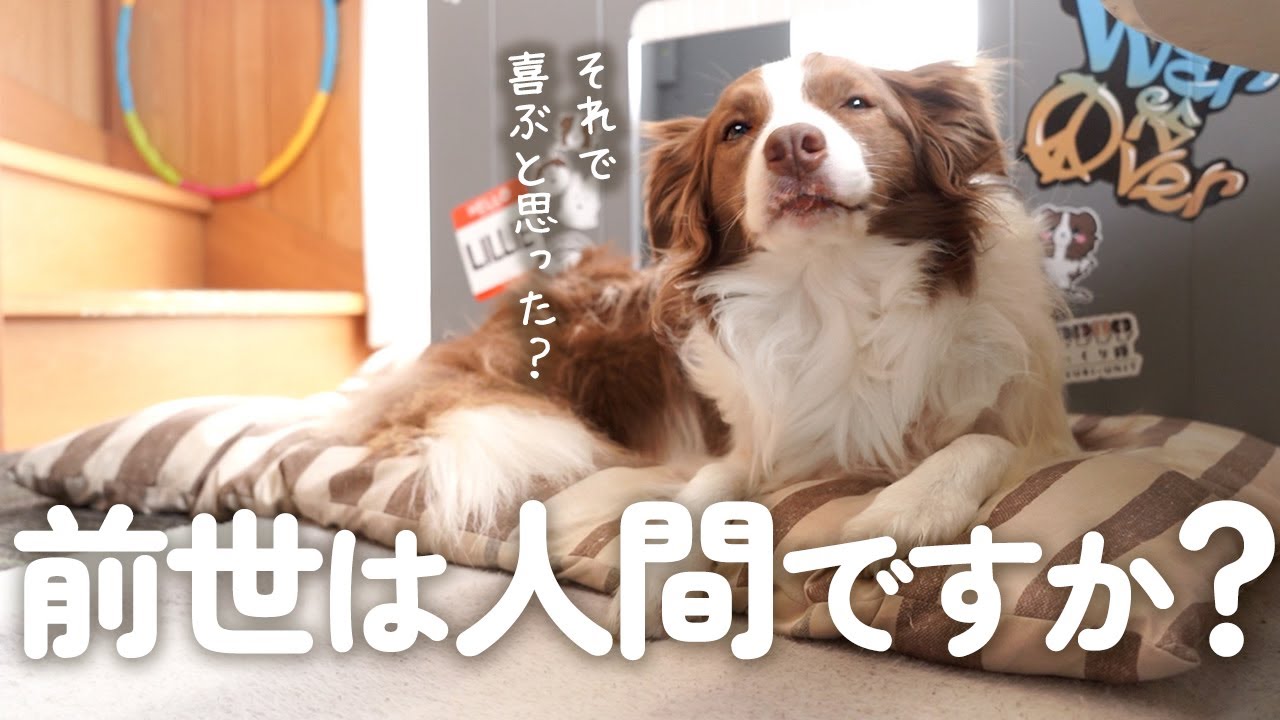 人間味増しすぎて お散歩 という魔のワードが効かなくなってしまったボーダーコリー ツンデレ犬 Youtube