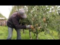 Route from Dutch pears for China