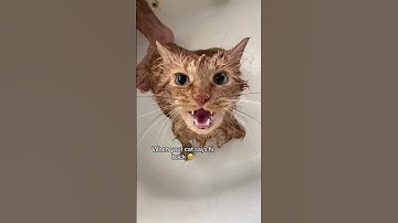 Thumbnail of My cat talks back to me 👀🤣