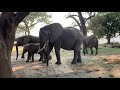 Wild Elephants