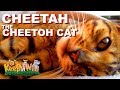 Cheetah the Cheetoh Cat の動画、YouTube動画。