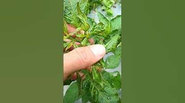 ciri-ciri dampak serangan hama tungau pada daun cabai #hama #cabai #petani #cabemahal