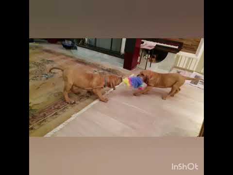 Щенки Бразильский фила