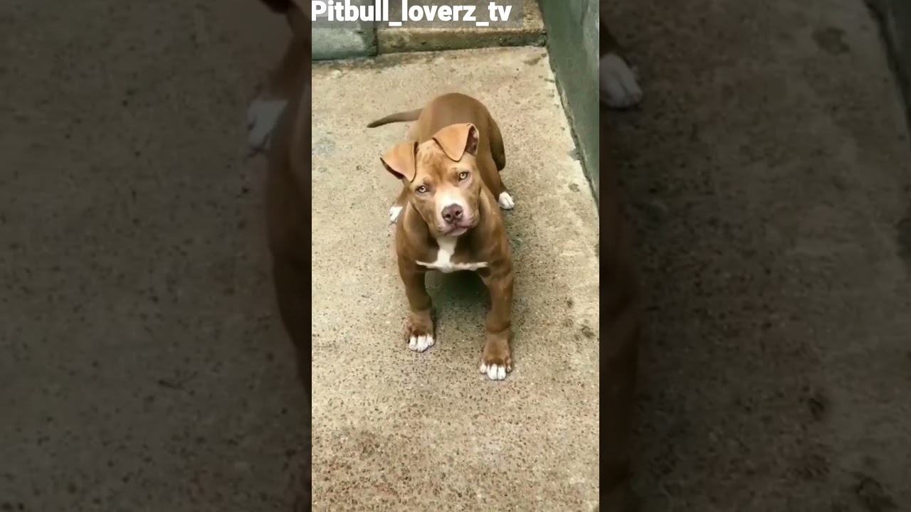 CLASSIC size pitbull dog video ___________(pitbull loverz tv)))