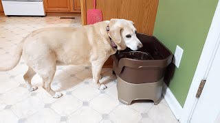 Neater Feeder Deluxe Large Dog Bowl Review | Keep Your Floors Clean and Your Dog Happy!