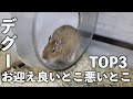 デグーをお迎えして良かったこと悪かったことTOP3