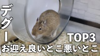 デグーをお迎えして良かったこと悪かったことTOP3