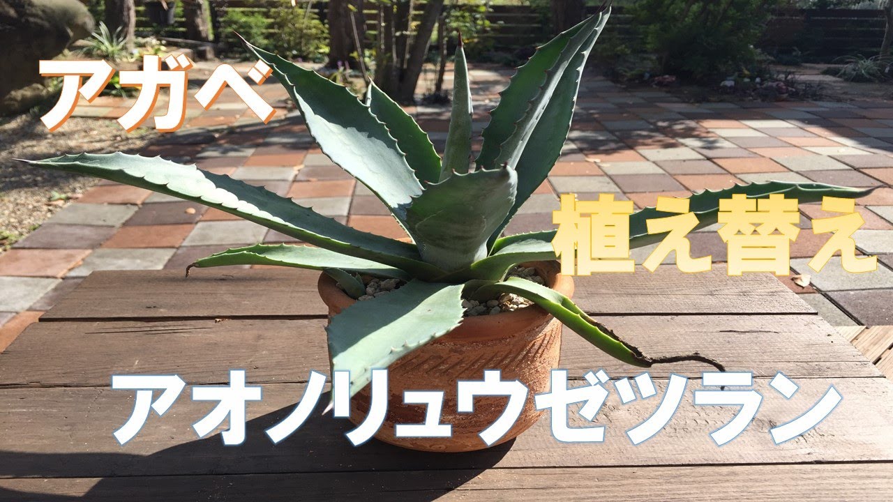 アガベを植え替えしてみました アオノリュウゼツラン Agave 2020年 10月 - YouTube