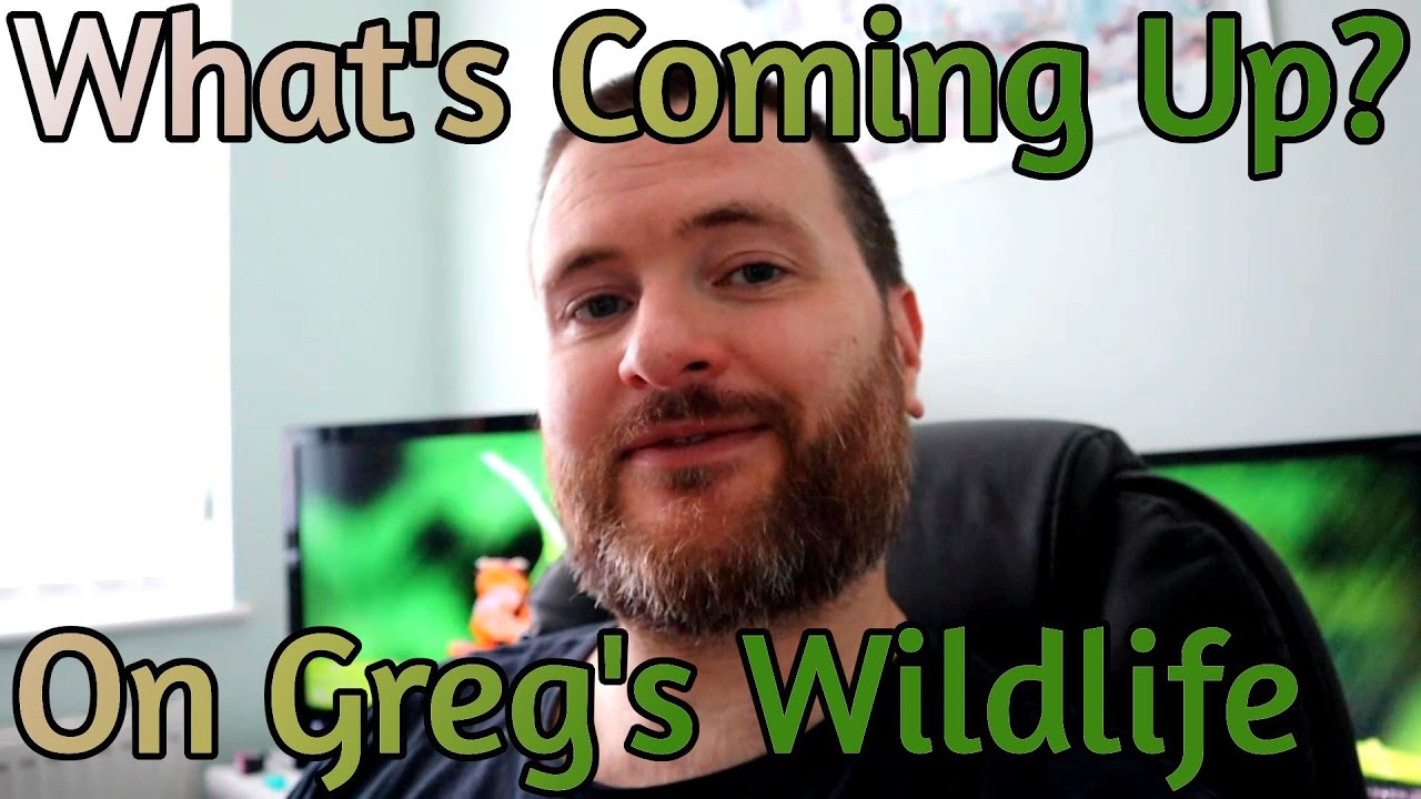 What's Coming Up on Greg's Wildlife? - Update Vlog