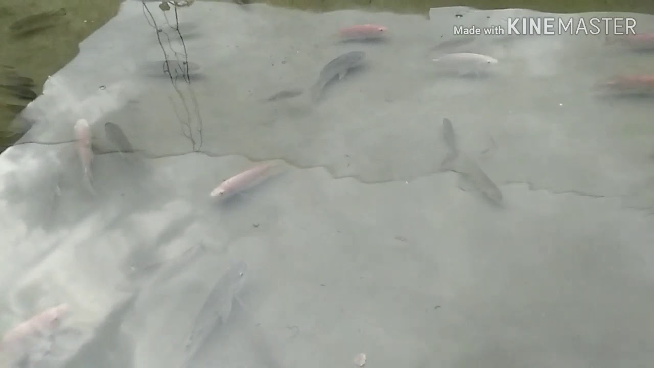Asyiknya lihat ikan di kolam ikan di belakang rumah. - YouTube