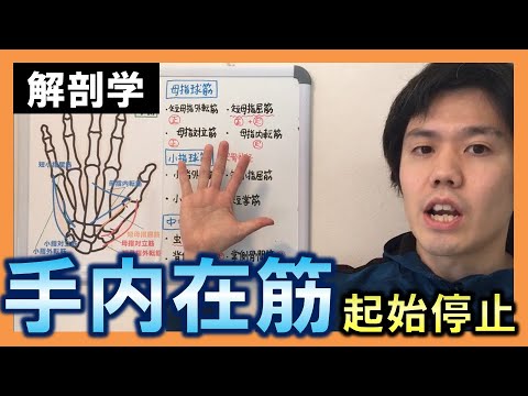 基礎から勉強 解剖学 手内在筋 No 2 起始停止 理学療法士 作業療法士 Youtube