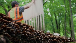 MMCD Tick Dragging Program