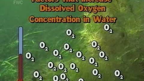 Water Temperature And Dissolved Oxygen